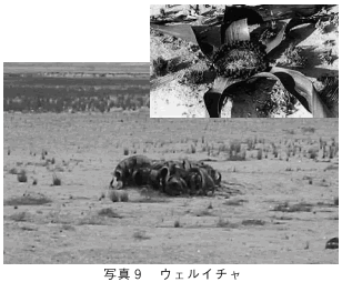 アンゴラ内戦の画像