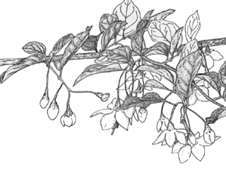 プラウエン - ヘブ線の画像