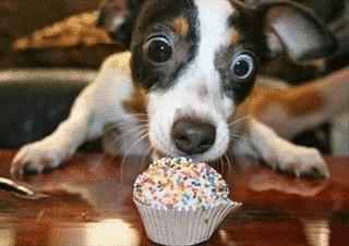 FUNNY PETSの画像