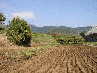 波多野義常の画像