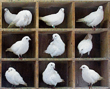 鳩の巣原理の画像