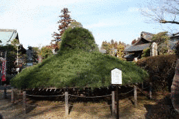 松平信興の画像