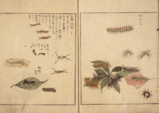 栗本丹洲の画像