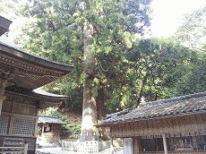 内藤政陽の画像