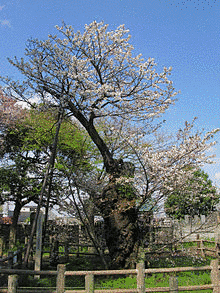 長勝院の画像