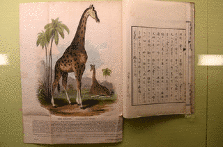 阿部櫟斎の画像
