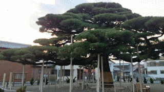角屋七郎次郎の画像