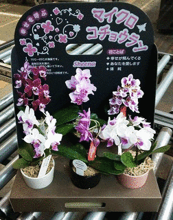 椎名洋の画像