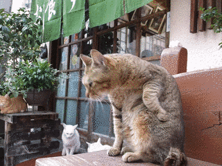 いとしのマイ・キャット☆LOKIの画像