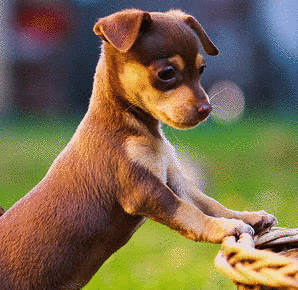犬あそびの画像