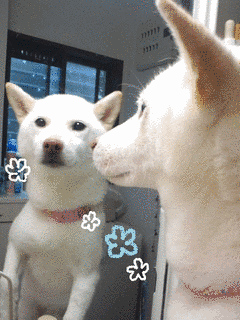 うりふたつ☆キミの画像
