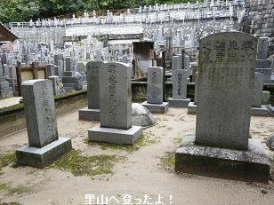 頼梅シの画像