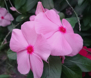 鳥居清秀の画像