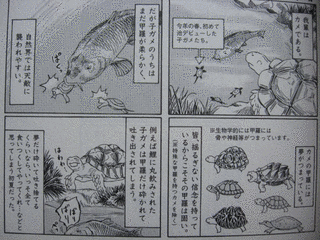 カメオドールの画像