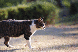 飼われもの夫婦の画像