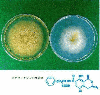オクラトキシンの画像