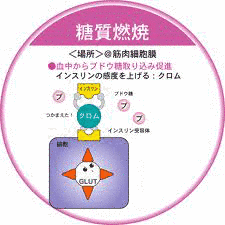 耐糖因子の画像