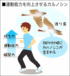カルノシンの画像