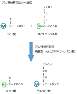 Α-ケトグルタル酸の画像