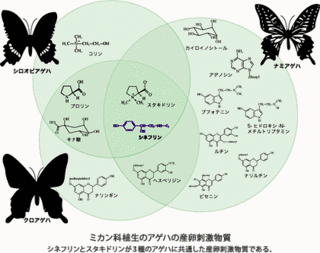 カイロ-イノシトールの画像
