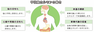 甲状腺ホルモンの画像
