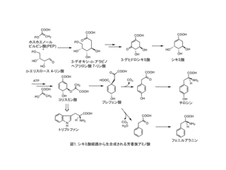 シキミ酸の画像