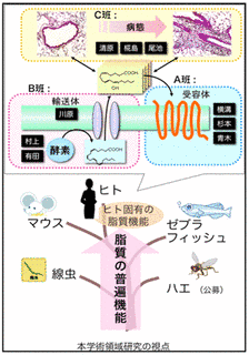 脂質メディエーターの画像