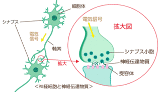 神経伝達物質の画像