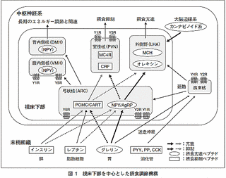 神経ペプチドYの画像
