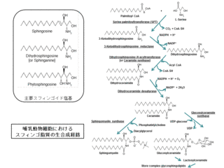 スフィンゴ脂質の画像