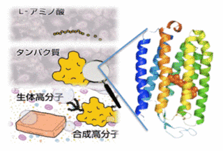 生体高分子の画像