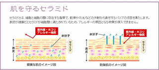 セラミドの画像