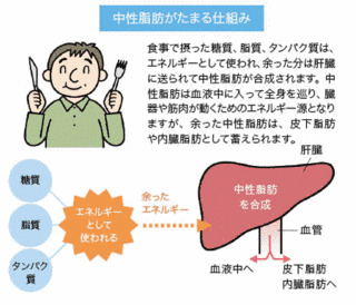 中性脂肪の画像