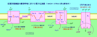 電子伝達体の画像