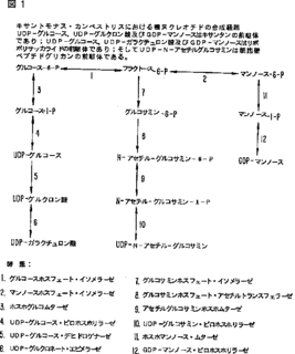 糖ヌクレオチドの画像
