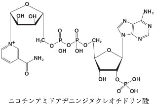 ニコチンアミドアデニンジヌクレオチドリン酸の画像