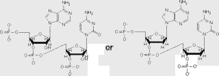 ヌクレオチドの画像
