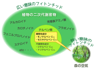 フィトンチッドの画像