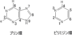 プリン塩基の画像