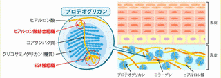 プロテオグリカンの画像