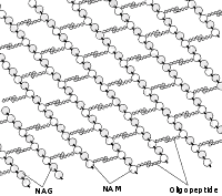 ペプチドグリカンの画像