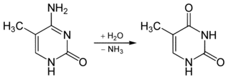 5-メチルシトシンの画像
