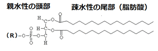 リン脂質の画像