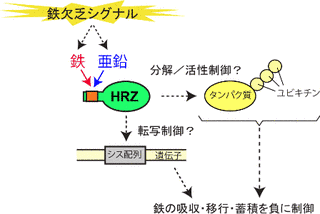 ヘムエリスリンの画像