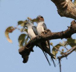 カンムリアマツバメ属の画像