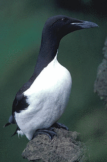 ウミガラス属の画像