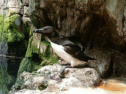 クラベリーウミスズメの画像