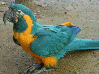 アオキコンゴウインコの画像