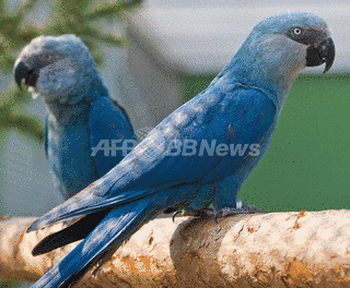アオコンゴウインコの画像