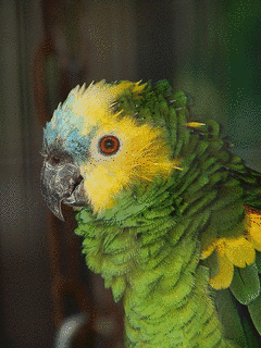 アオボウシインコの画像